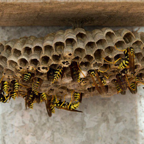 Mud Dauber Nest Removal | Stinging and Flying Insects | STL Pest Control